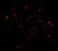 TRIM25 Antibody